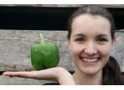 GREEN CAPSICUM LARGE Size Each  Pukekohe Grown